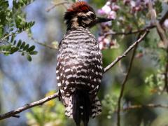 (Ladder-backed Woodpecker) male juvenile