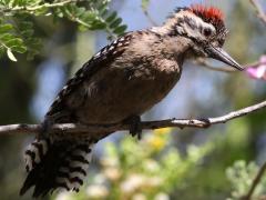 (Ladder-backed Woodpecker) male ventral