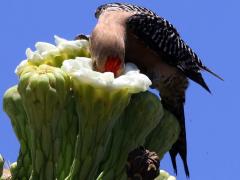 (Gila Woodpecker) male feeds