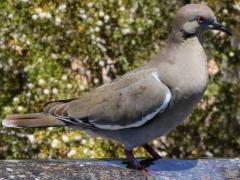 (White-winged Dove) standing