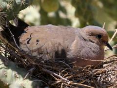 (Mourning Dove) nest