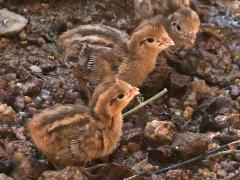 (Gambel's Quail) chicks