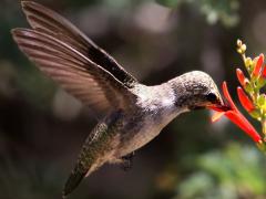 (Costa's Hummingbird) male feeding