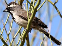 (Black-throated Sparrow) perching