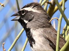 (Black-throated Sparrow) singing