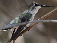 (Black-chinned Hummingbird) female perching