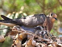 (Mourning Dove) chick