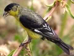 (Lesser Goldfinch) male profile