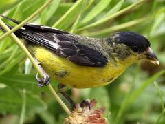 (Lesser Goldfinch) male side