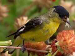 (Lesser Goldfinch) male ventral