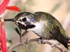 (Costa's Hummingbird) male nectaring