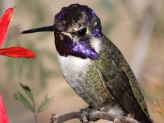 (Costa's Hummingbird) male perching