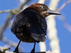 (Great-tailed Grackle) female