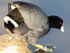 (American Coot) wading