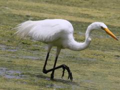 (Great Egret) stalking