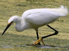 (Snowy Egret) stalking