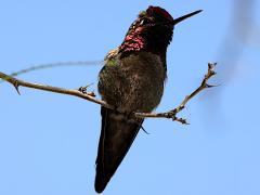 (Anna's Hummingbird) male