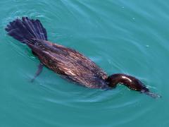 (Neotropic Cormorant) snorkeling