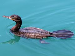 (Neotropic Cormorant) swimming