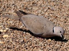 (Eurasian Collared Dove) foraging