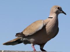 (Eurasian Collared Dove) standing