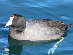 (American Coot) floating