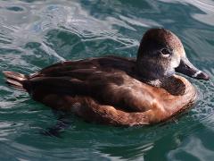 (Ring-necked Duck) female