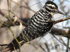 (Ladder-backed Woodpecker) female