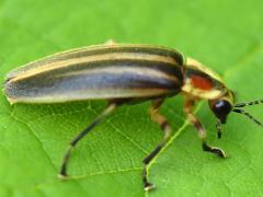 (Photuris Firefly) dorsal