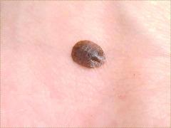 (Herricki Water Penny) larva