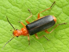 (Tomentosus Soldier Beetle) dorsal