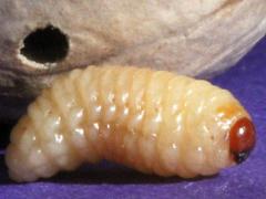 (Mockernut Hickory) Pecan Weevil larva on Mockernut Hickory