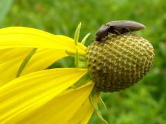 (Elateridae Click Beetle) on Yellow Coneflower