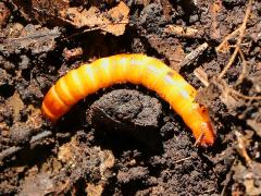 (Elateridae Click Beetle) larva