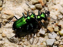 (Six-spotted Tiger Beetle) mating