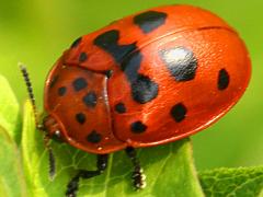 (Argus Tortoise Beetle) red on Hedge Bindweed