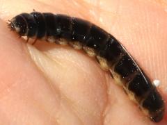 (Phengodes Glowworm Beetle) larva