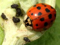 (Asian Lady Beetle) aphids