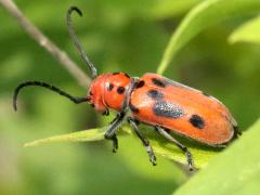 (Red Milkweed Beetle) dorsal