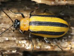 (Striped Cucumber Beetle) dorsal