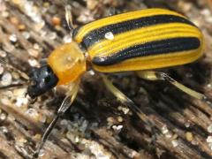 (Striped Cucumber Beetle) lateral