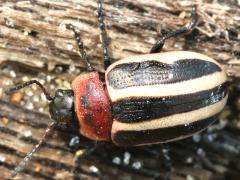 (Coreopsis Beetle) dorsal