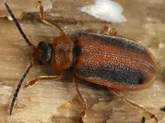 (Black-margined Loosestrife Beetle) dorsal