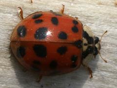 (Asian Lady Beetle) red