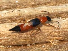 (Whiplash Beetle) dorsal
