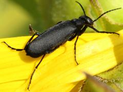 (Black Blister Beetle) dorsal