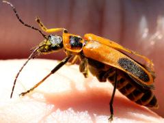 (Goldenrod Soldier Beetle) Aleksandra