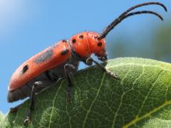 (Red Milkweed Beetle) lateral