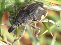 (Globe Thistle Capitulum Weevil) frontal