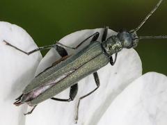 (Oedemera False Blister Beetle) dorsal